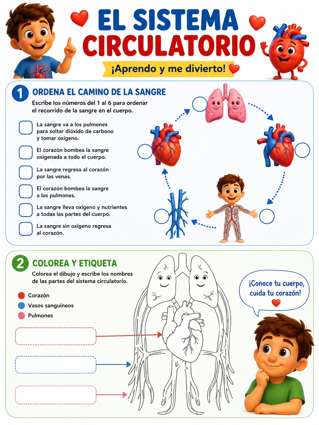 ❤️ Tu corazón late 100.000 veces al día. ¿Tus alumnos saben por qué? 🫀